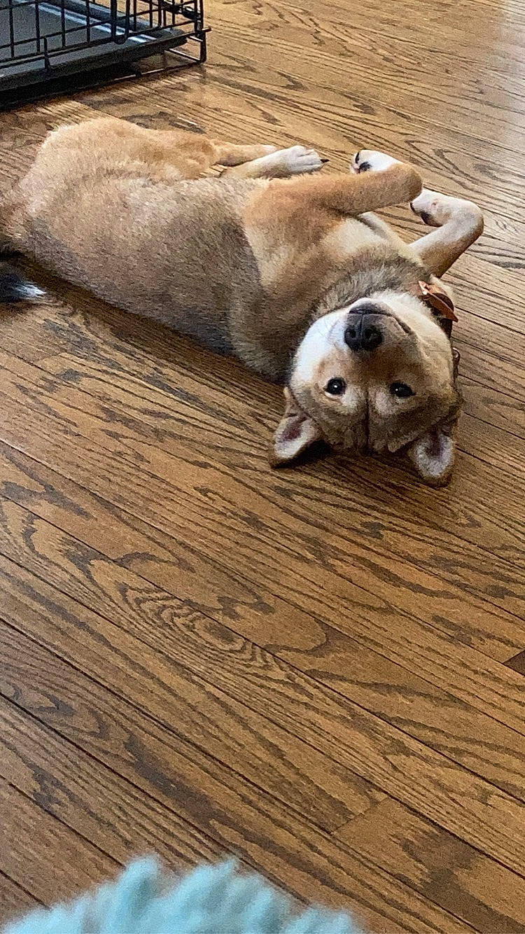 Everest joined the competition — help win amazing prizes! carnivore, comfort, companion_dog, dog, dog_breed, fawn, felidae, floor, flooring, hardwood, laminate_flooring, plank, small_to_medium_sized_cats, snout, terrestrial_animal, whiskers, wood, wood_flooring, wood_stain, working_animal