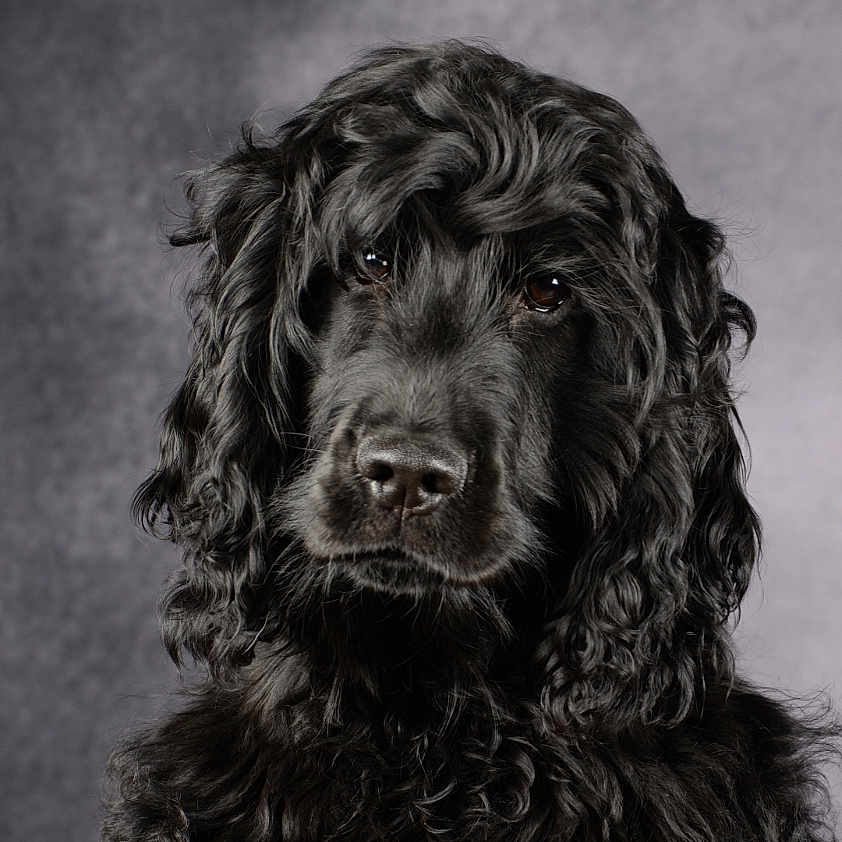 Wally participe au concours pour gagner de l'argent avec cette photo : dog, black_dog, curly_fur, pet, portrait, studio, animal, canine, looking_at_camera, close_up, fur, mammal, companion, face, expression, indoors, background, photography, cute, adorable