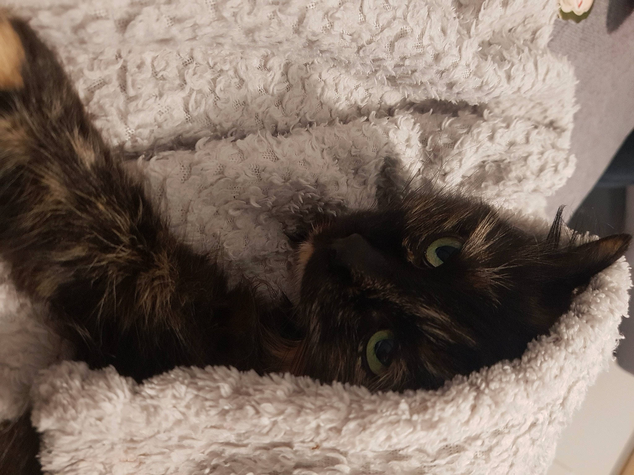 Azur a rejoint le concours — aidez-le/la à gagner de superbes lots ! black_cat, box, carnivore, cat, cat_bed, cat_supply, claw, comfort, domestic_short_haired_cat, felidae, fur, grey, monochrome, monochrome_photography, nap, paw, small_to_medium_sized_cats, snout, tail, whiskers