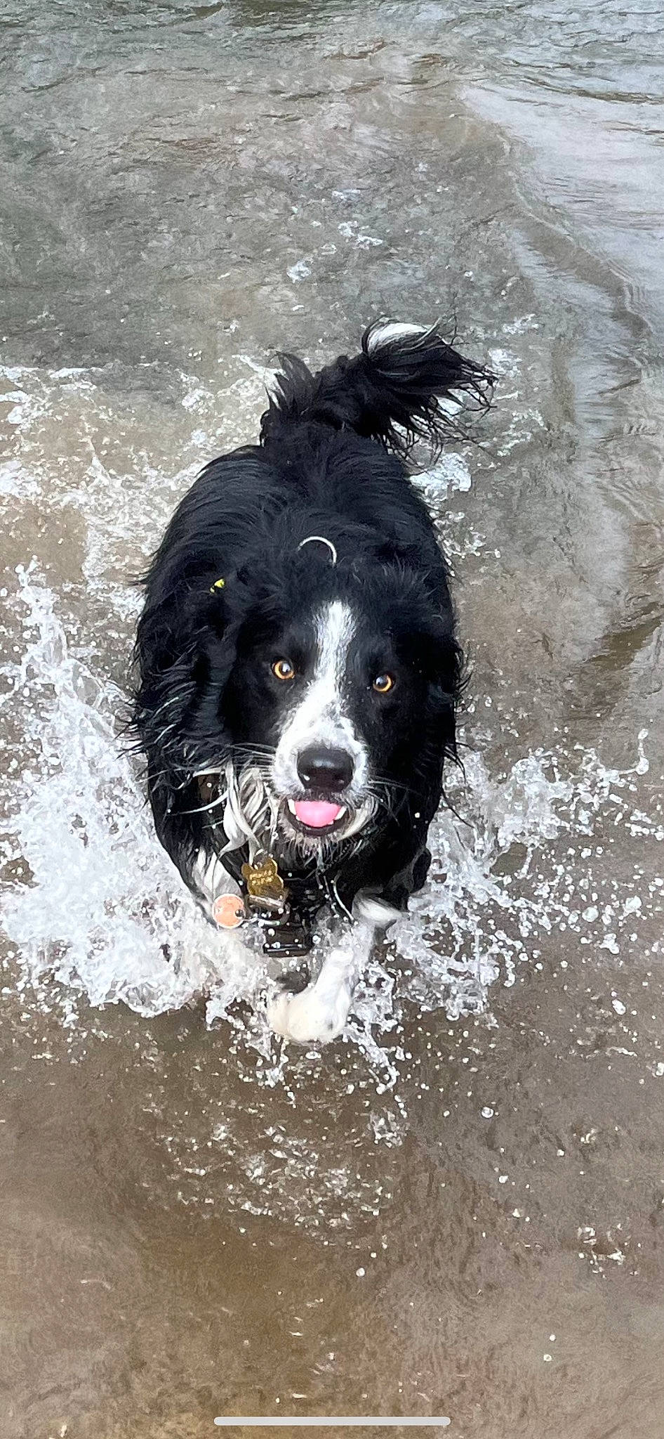 Yako participe au concours pour gagner de l'argent avec cette photo : ball, canidae, carnivore, companion_dog, dog, dog_breed, dog_supply, football, fur, gun_dog, hunting_dog, liquid, personal_protective_equipment, snout, soccer_ball, sporting_group, water, wind_wave, working_animal, working_dog