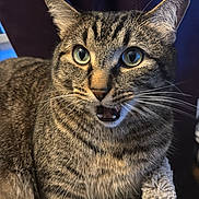 Stryker joined the competition — help win amazing prizes! animal, bed, cat, closeup, cozy, cute, domestic, ears, eyes, feline, fur, indoor, mouth_open, muzzle, paws, pet, resting, striped, tabby, whiskers