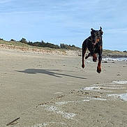 Maybe participe au concours pour gagner de l'argent avec cette photo : dog, beach, sand, ocean, sky, water, nature, animal, running, jumping, outdoor, coast, shore, pet, canine, summer, sunny, daytime, landscape, leap
