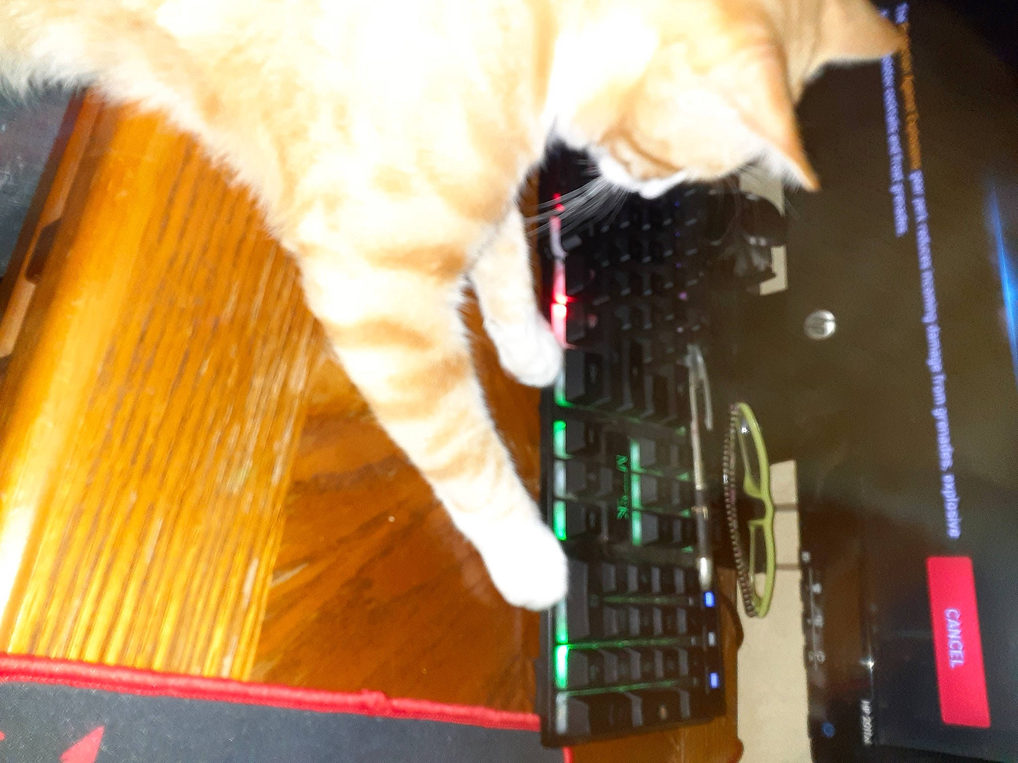 Buddy is registered to the contest to win money with this photo: audio_equipment, carnivore, cat, claw, electronic_instrument, entertainment, felidae, fun, gadget, guitar, hardwood, human_leg, input_device, music, musical_instrument, musical_instrument_accessory, small_to_medium_sized_cats, tail, whiskers, wood