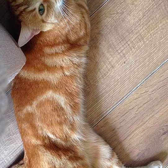 Freckle