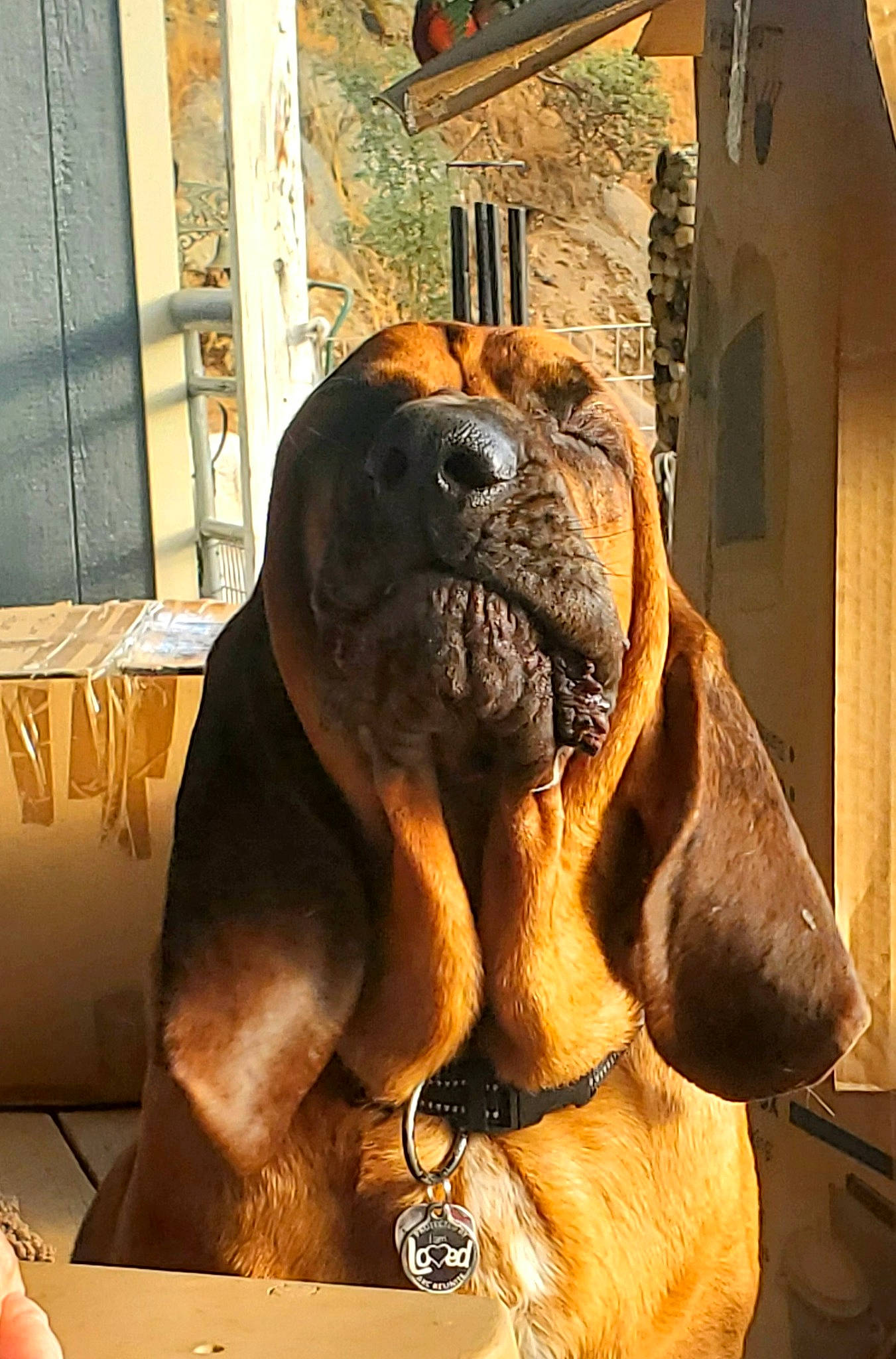 Earl joined the competition — help win amazing prizes! ancient_dog_breeds, art, boxer, canidae, carnivore, companion_dog, dog, dog_breed, fawn, giant_dog_breed, guard_dog, liver, molosser, non_sporting_group, snout, sporting_group, terrestrial_animal, working_animal, working_dog, wrinkle