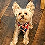 dog, small_dog, pet, bandana, ears, fur, wooden_floor, indoor, cute, looking_up, curious, animal, companion, mammal, flooring, domestic_animal, friendly, sitting, paw, chair_leg