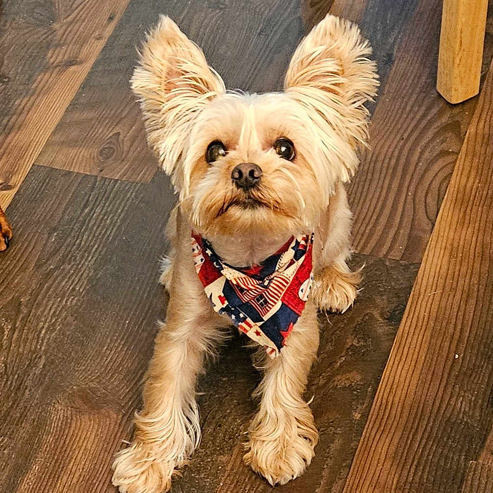 Bear joined the competition — help win amazing prizes! animal, bandana, chair_leg, companion, curious, cute, dog, domestic_animal, ears, flooring, friendly, fur, indoor, looking_up, mammal, paw, pet, sitting, small_dog, wooden_floor