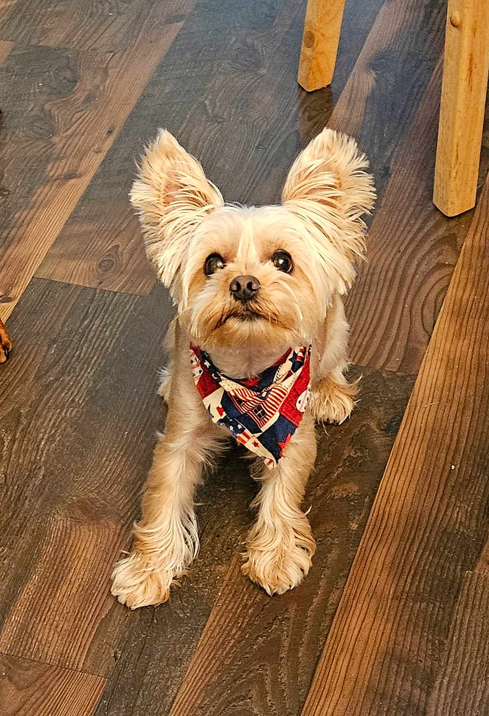 Bear joined the competition — help win amazing prizes! dog, small_dog, pet, bandana, ears, fur, wooden_floor, indoor, cute, looking_up, curious, animal, companion, mammal, flooring, domestic_animal, friendly, sitting, paw, chair_leg