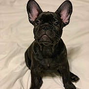 Leia joined the competition — help win amazing prizes! dog, french_bulldog, puppy, black_dog, pet, animal, ears, cute, sitting, blanket, indoor, fur, adorable, canine, portrait, young, looking_up, snout, whiskers, expression