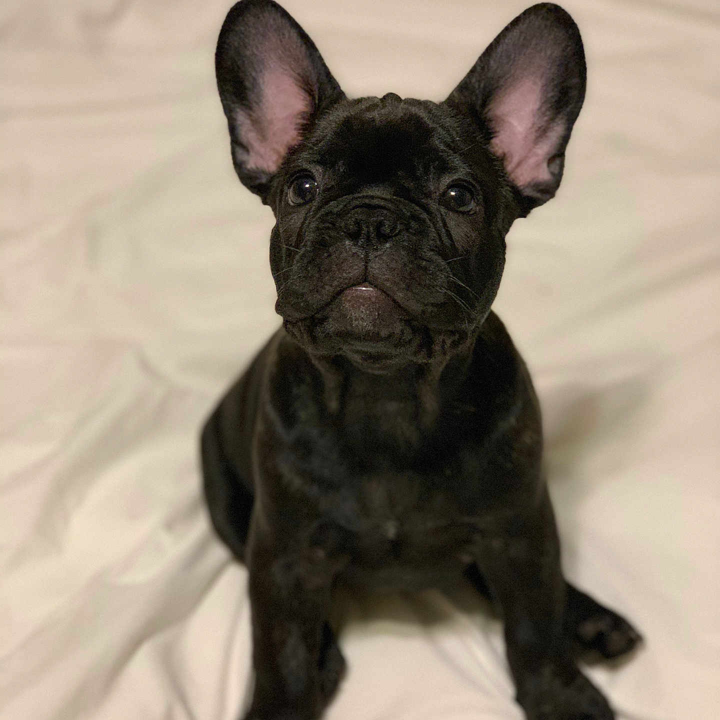 Leia