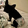Minnie is registered to the contest to win money with this photo: dog, black_dog, french_bulldog, diaper, bed, bedding, blanket, indoor, lamp, furniture, pet, animal, cute, sitting, cozy, home, resting, cartoon_print, soft_light, bedroom