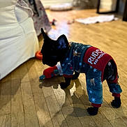 Minnie joined the competition — help win amazing prizes! dog, black_dog, pet_clothing, pajamas, holiday_theme, indoor, wooden_floor, blurred_background, cozy, small_dog, animal, cute, domestic, floor, furniture, toy, household, canine, home, warm_lighting