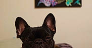 Minnie is registered to the contest to win money with this photo: dog, french_bulldog, black_dog, pet, bed, blanket, indoor, animal, portrait, collar, ears, face, expression, resting, furniture, home, cute, canine, domestic_animal, sleepy