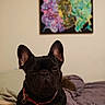 dog, french_bulldog, black_dog, pet, bed, blanket, indoor, animal, portrait, collar, ears, face, expression, resting, furniture, home, cute, canine, domestic_animal, sleepy