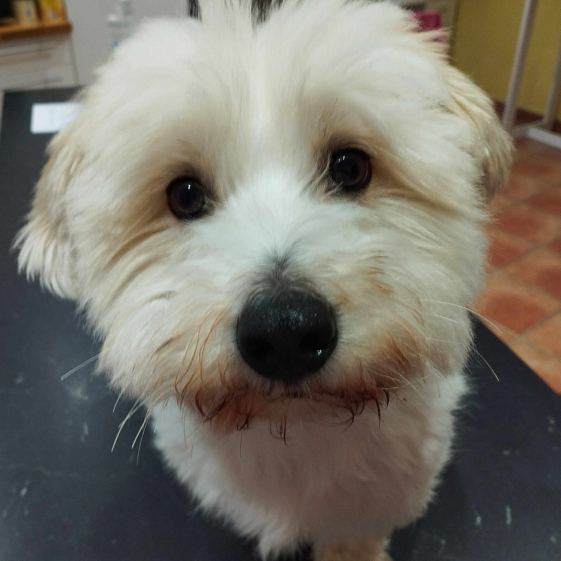Sweety participe au concours pour gagner de l'argent avec cette photo : animal, bison, canine, dog, eskimodog, pet, poodle, puppy, snout, terrier, whitedog