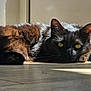 animal, black_cat, cat, closeup, cozy, cute, domestic_cat, ears, floor, fur, indoor, laying_down, pet, portrait, relaxing, resting, shadow, sunlight, whiskers, yellow_eyes