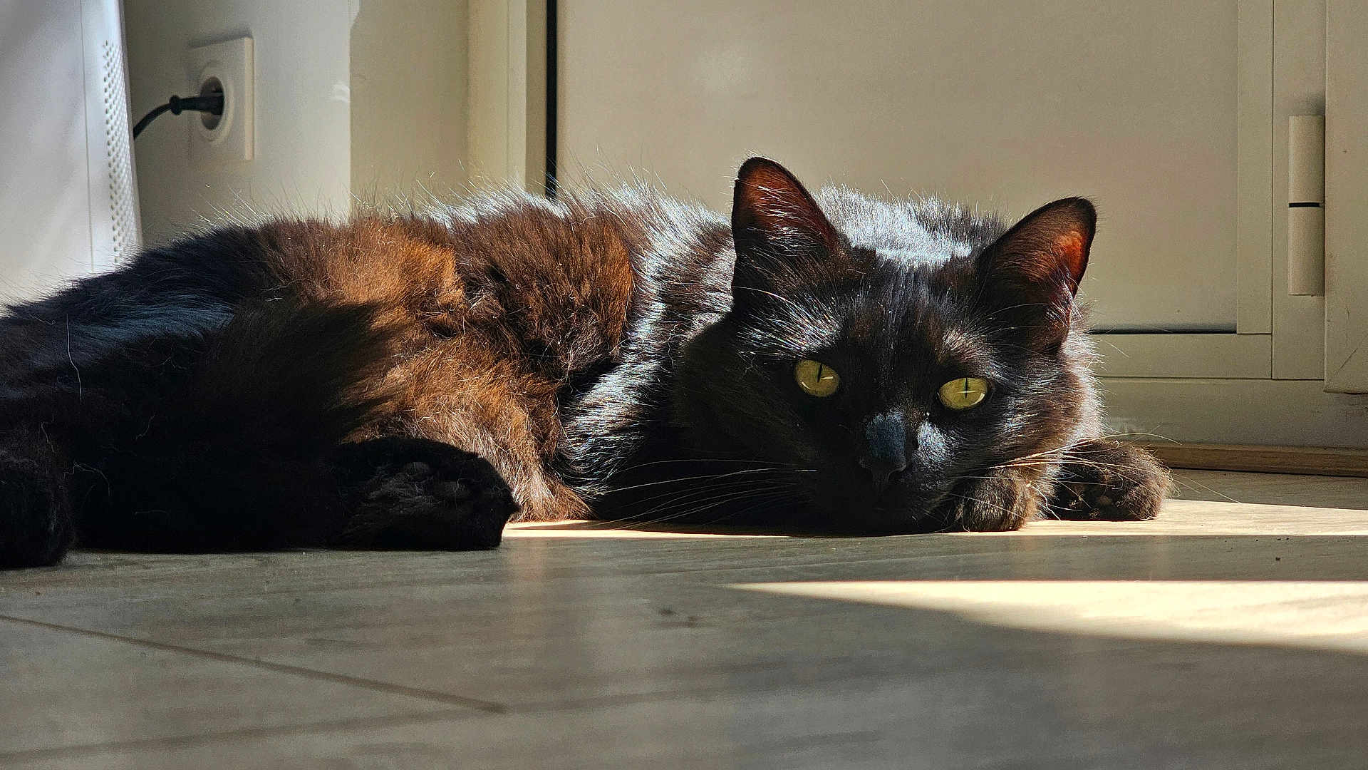 Ryuk participe au concours pour gagner de l'argent avec cette photo : animal, black_cat, cat, closeup, cozy, cute, domestic_cat, ears, floor, fur, indoor, laying_down, pet, portrait, relaxing, resting, shadow, sunlight, whiskers, yellow_eyes