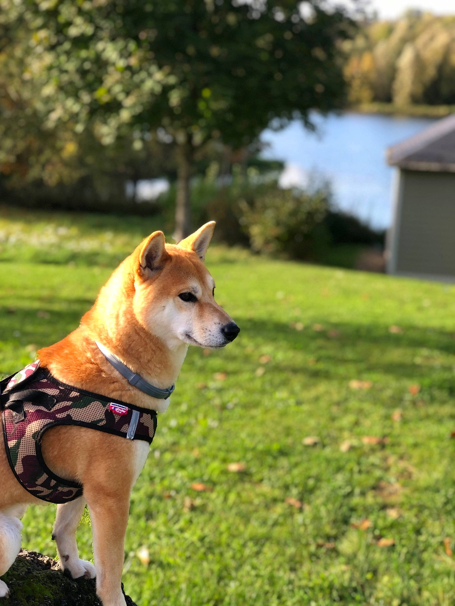 Junko participe au concours pour gagner de l'argent avec cette photo : adventure, canidae, carnivore, chair, collar, companion_dog, dog, dog_breed, dog_collar, dog_supply, fawn, grass, plant, recreation, sky, snout, sporting_group, tail, tree, working_animal