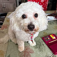 Gretchen is registered to the contest to win money with this photo: dog, white_dog, fluffy, pet, indoor, table, tablecloth, leaf_pattern, scarf, curious, small_dog, closeup, looking_up, household, background, furniture, domestic, cute, animal, companion