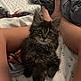 kitten, cat, pet, animal, furry, bed, blanket, person, legs, paws, indoor, cute, cozy, resting, curious, young, soft, domestic, feline, companion