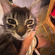 Twinkie is registered to the contest to win money with this photo: cat, tabby_cat, close_up, blurry, indoor, person, hand, chair, wooden_floor, legs, pet, feline, domestic_animal, whiskers, ears, fur, sitting, home, curious, animal