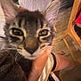 cat, tabby_cat, close_up, blurry, indoor, person, hand, chair, wooden_floor, legs, pet, feline, domestic_animal, whiskers, ears, fur, sitting, home, curious, animal