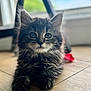 kitten, cat, tabby, indoor, floor, wooden_floor, pet, animal, feline, young_cat, curious, fluffy, whiskers, ears, paws, closeup, portrait, domestic_cat, cute, relaxed