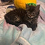 kitten, cat, tabby, feline, pet, bedroom, blanket, plush, pineapple, lotion, soft, cute, fur, animal, resting, indoors, cozy, sleepy, comfort, small