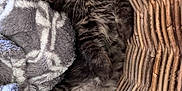 Twinkie is registered to the contest to win money with this photo: kitten, cat, sleeping, basket, blanket, furry, cozy, resting, tabby, pet, animal, cute, indoor, soft, fur, relaxed, nest, pattern, gray, warm
