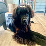 dog, black_dog, bow, pet, indoor, wooden_floor, furniture, crate, calm, lying_down, domestic_animal, companion, fluffy, home, canine, floor, relaxed, animal, mammal, household