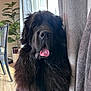 dog, black_dog, fluffy, tongue_out, indoor, curtain, plant, chair, wooden_floor, pet, mammal, companion_animal, furry, large_dog, resting, close_up, domestic_animal, cute, animal_portrait, houseplant