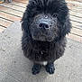 dog, black_dog, puppy, fluffy, wet_nose, outdoor, mat, wooden_deck, pet, animal, cute, fur, looking_up, portrait, canine, sitting, young_dog, adorable, domestic_animal, companion