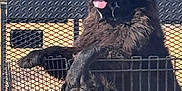 Cinder joined the competition — help win amazing prizes! dog, black_dog, large_dog, outdoor, sky, trees, metal_cage, tongue_out, animal, pet, sunlight, fence, nature, canine, fur, daylight, vehicle, transport, resting, happy