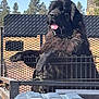 dog, black_dog, large_dog, outdoor, sky, trees, metal_cage, tongue_out, animal, pet, sunlight, fence, nature, canine, fur, daylight, vehicle, transport, resting, happy