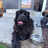 Cinder is registered to the contest to win money with this photo: dog, black_dog, outdoor, porch, concrete, water_bowl, tongue_out, happy, pet, steps, door, grass, fence, chair, garden_tools, fluffy, animal, canine, resting, summer