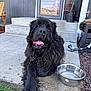 dog, black_dog, outdoor, porch, concrete, water_bowl, tongue_out, happy, pet, steps, door, grass, fence, chair, garden_tools, fluffy, animal, canine, resting, summer