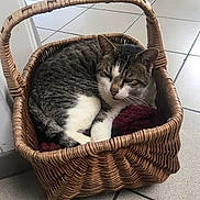O Malley participe au concours pour gagner de l'argent avec cette photo : cat, tabby_cat, basket, wicker, blanket, indoor, floor, tile_floor, resting, animal, pet, cute, sleepy, cozy, feline, domestic_animal, relaxing, corner, quiet, household