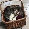 cat, tabby_cat, basket, wicker, blanket, indoor, floor, tile_floor, resting, animal, pet, cute, sleepy, cozy, feline, domestic_animal, relaxing, corner, quiet, household