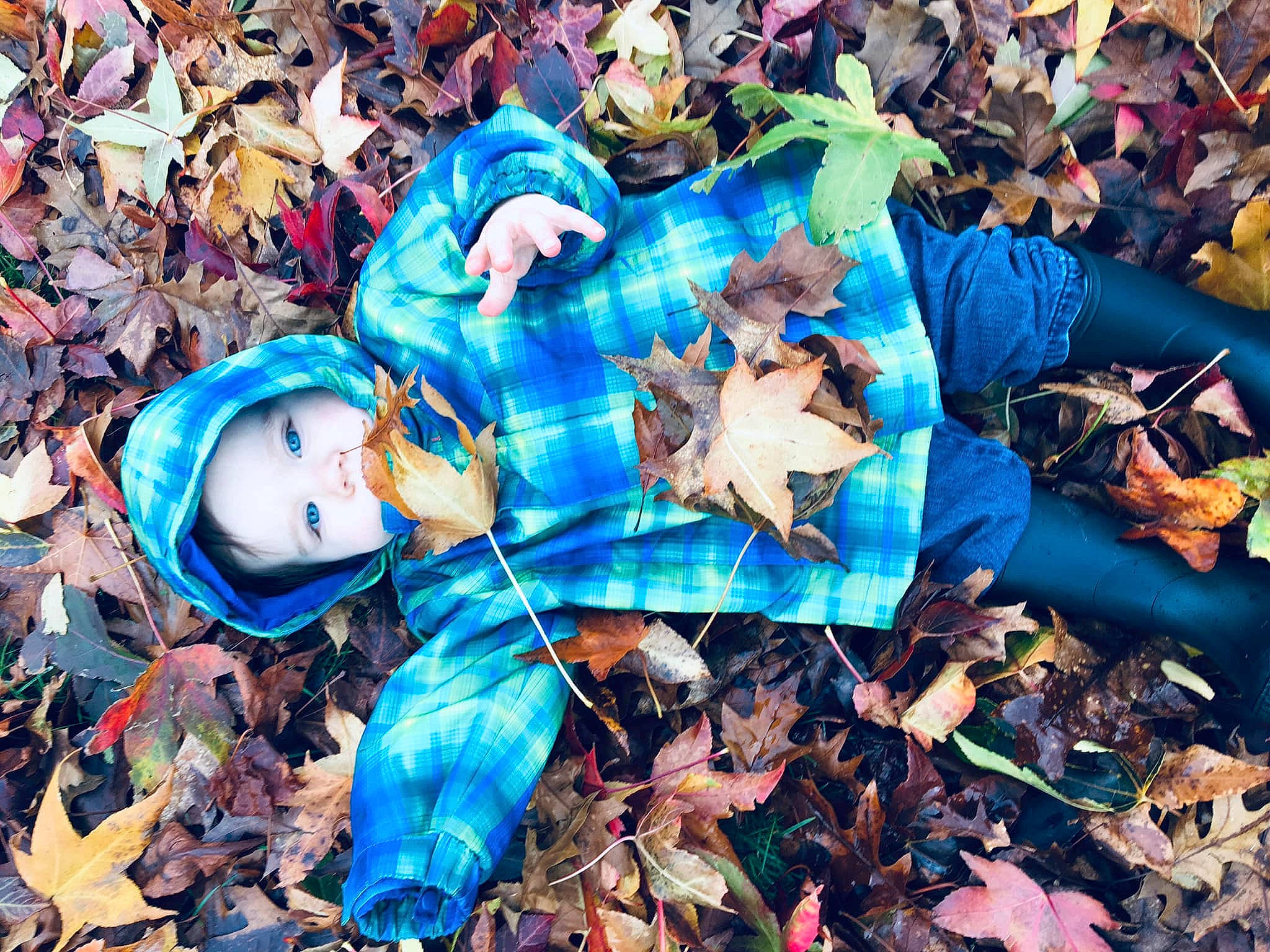 Alexander joined the competition — help win amazing prizes! art, leaf, litter, person, photography, plant, plastic, scrap, tree, waste