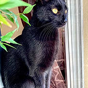 Buddy a rejoint le concours — aidez-le/la à gagner de superbes lots ! black_cat, cat, pet, animal, window, plant, green_leaves, indoor, natural_light, curious, perched, whiskers, fur, yellow_eyes, closeup, portrait, feline, sitting, domestic_cat, houseplant