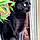 Buddy