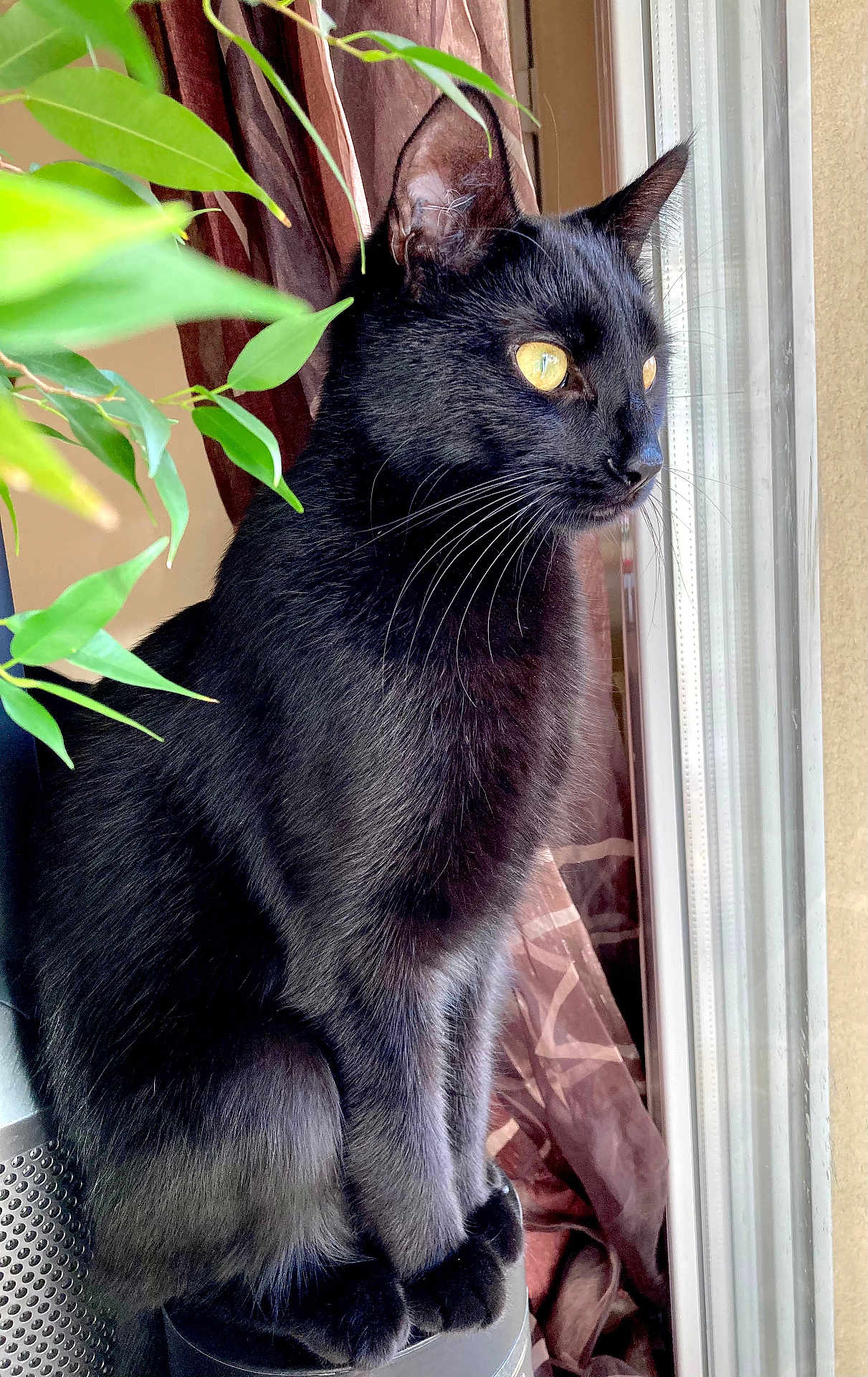 Buddy a rejoint le concours — aidez-le/la à gagner de superbes lots ! black_cat, cat, pet, animal, window, plant, green_leaves, indoor, natural_light, curious, perched, whiskers, fur, yellow_eyes, closeup, portrait, feline, sitting, domestic_cat, houseplant