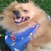 Bearbear joined the competition — help win amazing prizes! animal, bandana, canine, cute, dog, fluffy, fur, grass, happy, leaf, lying_down, mischievous, nature, outdoor, paw, pet, playful, smiling, tongue, toy