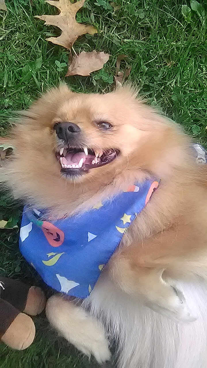 Bearbear