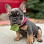 adorable, animal, background_blur, brown_and_black, close_up, concrete, cute, dog, ears_up, french_bulldog, leaf, nature, outdoor, pet, pink_collar, puppy, short_fur, sitting, wrinkled_face, young