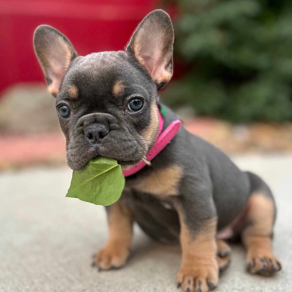 Weewoo is registered to the contest to win money with this photo: adorable, animal, background_blur, brown_and_black, close_up, concrete, cute, dog, ears_up, french_bulldog, leaf, nature, outdoor, pet, pink_collar, puppy, short_fur, sitting, wrinkled_face, young