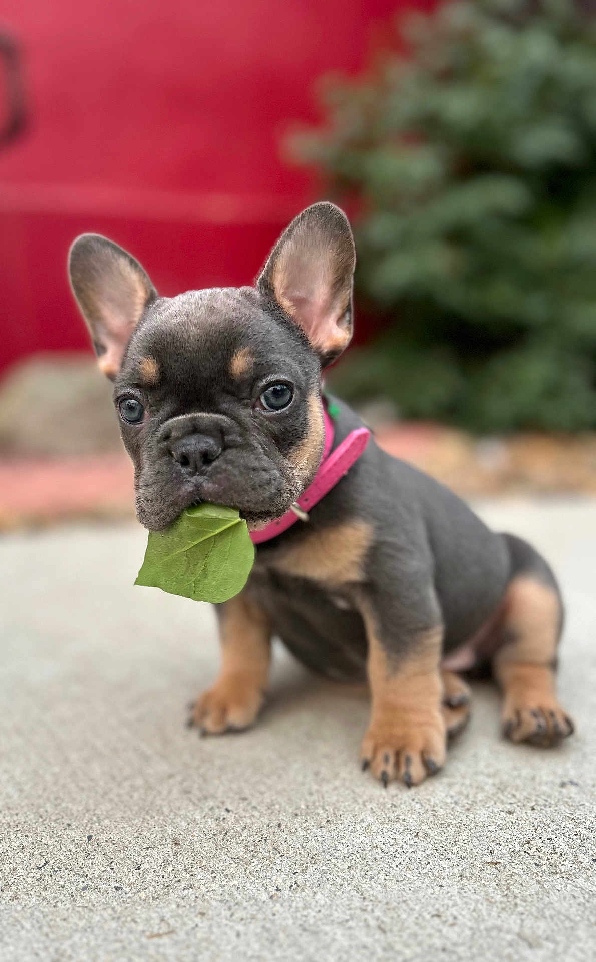 Weewoo is registered to the contest to win money with this photo: adorable, animal, background_blur, brown_and_black, close_up, concrete, cute, dog, ears_up, french_bulldog, leaf, nature, outdoor, pet, pink_collar, puppy, short_fur, sitting, wrinkled_face, young