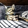cat, tabby, pet, animal, fur, whiskers, bed, blanket, sunlight, shadow, striped, relaxing, indoors, cozy, closeup, portrait, sleepy, feline, domestic, resting