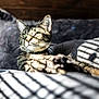 cat, tabby, pet, animal, feline, sunlight, shadow, bed, bedding, indoor, relaxing, whiskers, ears, fur, closeup, portrait, domestic, striped, comfortable, resting