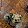 Adobo is registered to the contest to win money with this photo: puppy, dog, pomeranian, fluffy, cute, pet, animal, indoor, floor, brown, fur, small, looking_up, curious, adorable, companion, domestic, canine, portrait, young